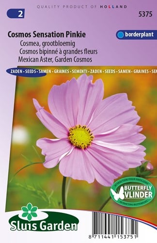 Cosmos Sensation Pinkie - Cosmos bipinnatus