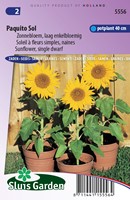 Tournesol Paquito Sol - Helianthus annus