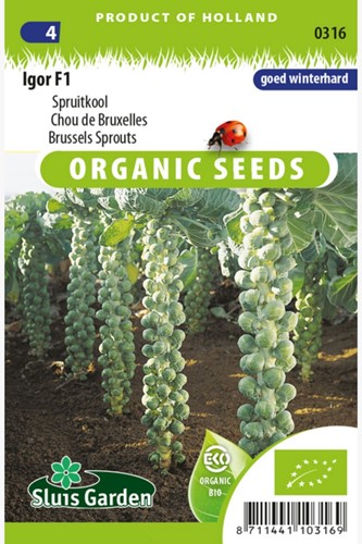 Chou de Bruxelles Igor F1 EKO