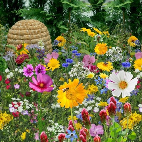 Mélange Tübinger pour abeille et papillon EKO / 500m2
