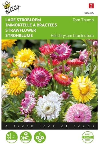 Immortelle à bractées Tom Thumb mix - Helichrysum bracteatum