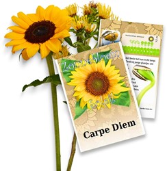 Tournesol Paquets de semences personnalisés - 2.000 Pièces